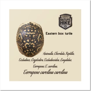 Eastern Box Turtle Shell Taxonomy Posters and Art